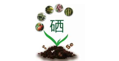 你以為只有病人才會補硒嗎？健康的人也需要補硒