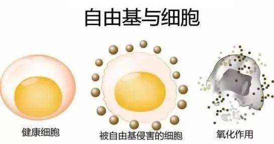 硒語 | 美國華裔專家揭曉新病毒與自由基的關(guān)系！