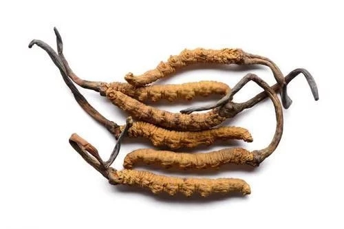 冬蟲夏草真的能抗癌嗎？