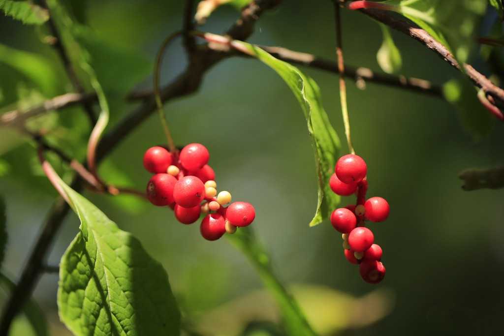 五味子：養(yǎng)肝護肝的珍貴草藥